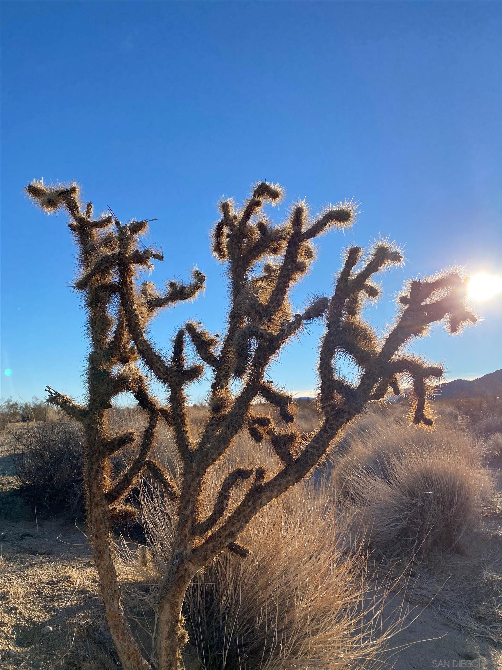 Detail Gallery Image 9 of 32 For , Joshua Tree,  CA 92252 - – Beds | – Baths