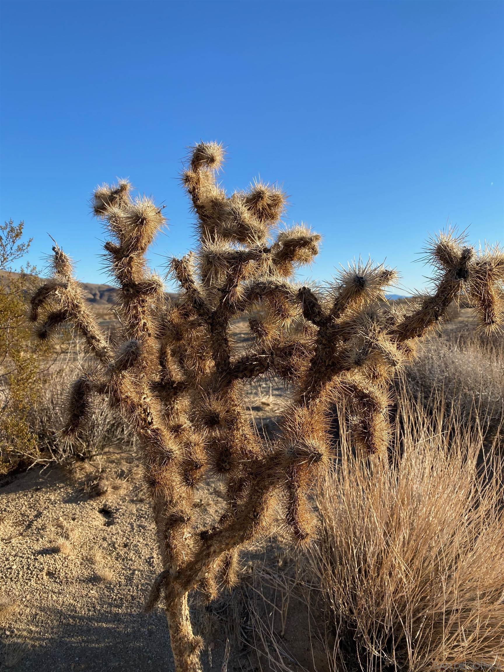 Detail Gallery Image 10 of 32 For , Joshua Tree,  CA 92252 - – Beds | – Baths