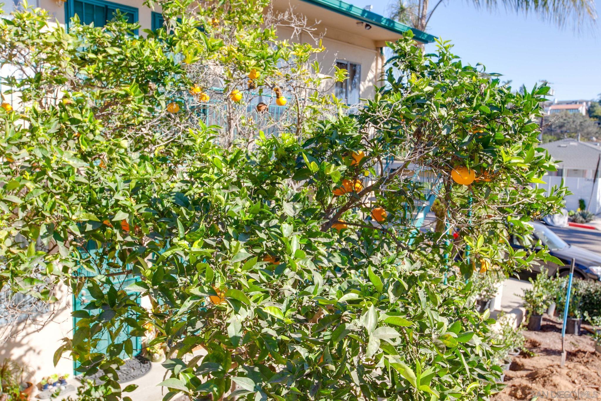 Detail Gallery Image 18 of 49 For 210  a Street S 11, Encinitas,  CA 92024 - 1 Beds | 1 Baths