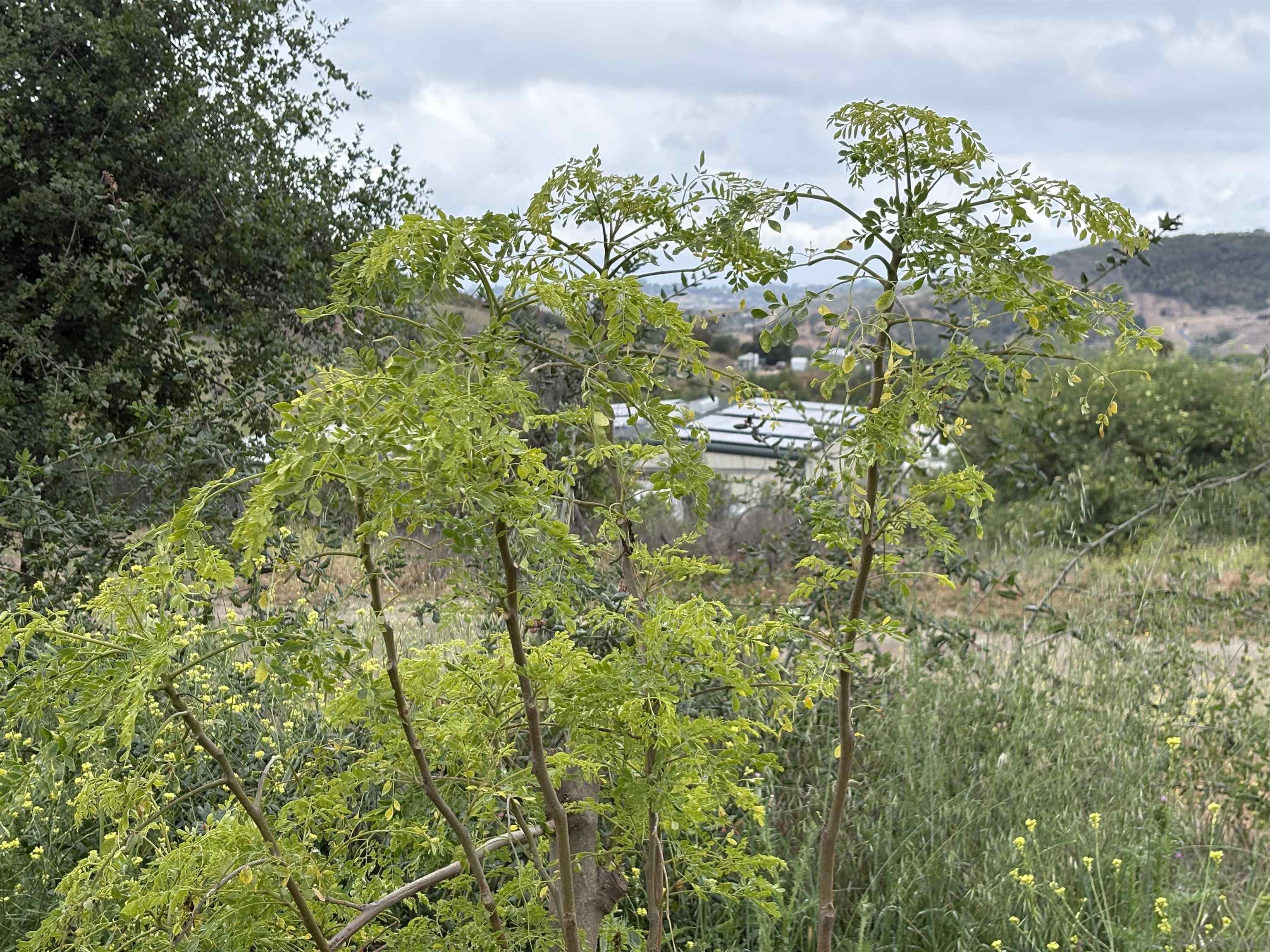 Detail Gallery Image 13 of 32 For , Valley Center,  CA 92082 - – Beds | – Baths