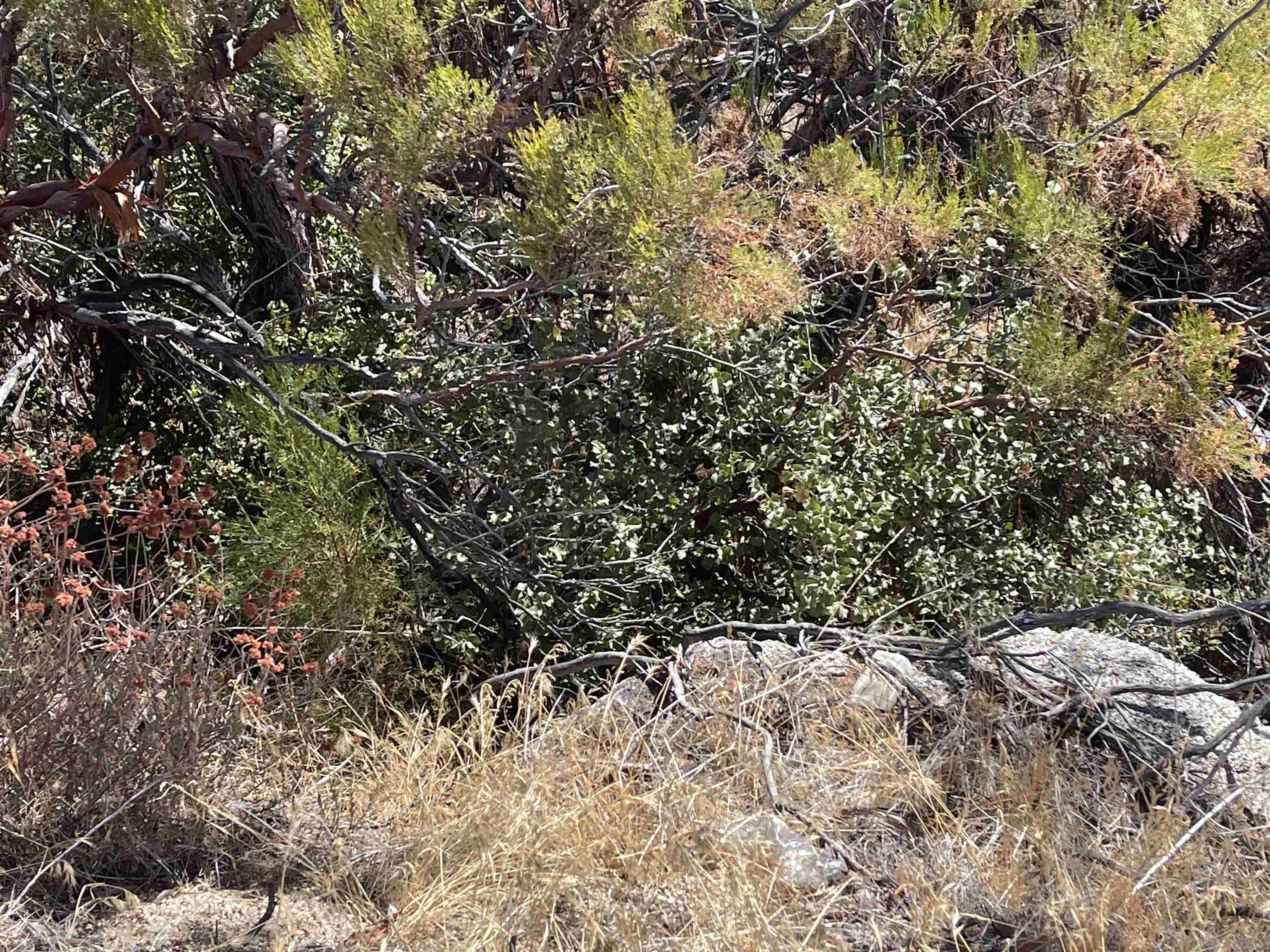 Detail Gallery Image 26 of 26 For , Warner Springs,  CA 92086 - – Beds | – Baths