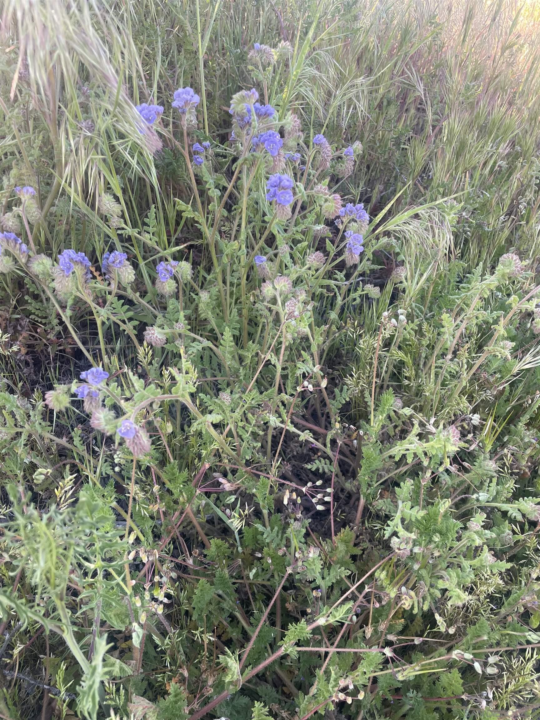 Detail Gallery Image 26 of 41 For , Anza,  CA 92539 - – Beds | – Baths