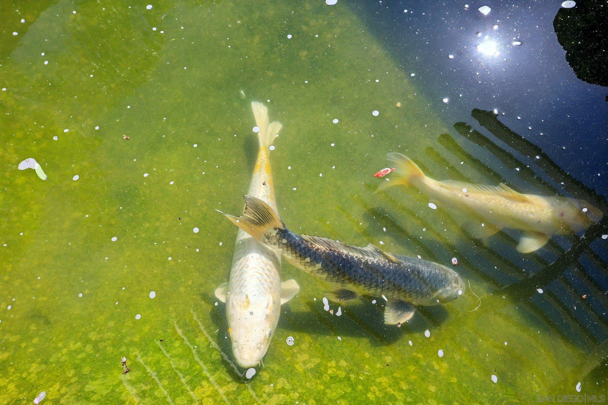 Detail Gallery Image 56 of 75 For 1512  Thomas Pl, Chula Vista,  CA 91911 - 3 Beds | 3/1 Baths