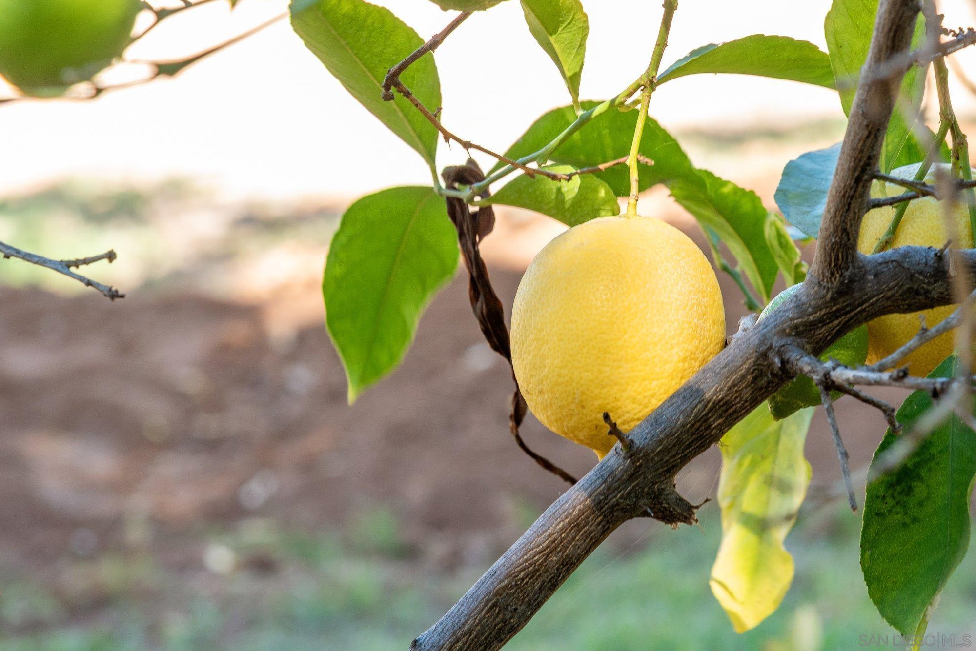 Detail Gallery Image 64 of 74 For 1322  Loma De Paz, Escondido,  CA 92027 - 3 Beds | 2/1 Baths