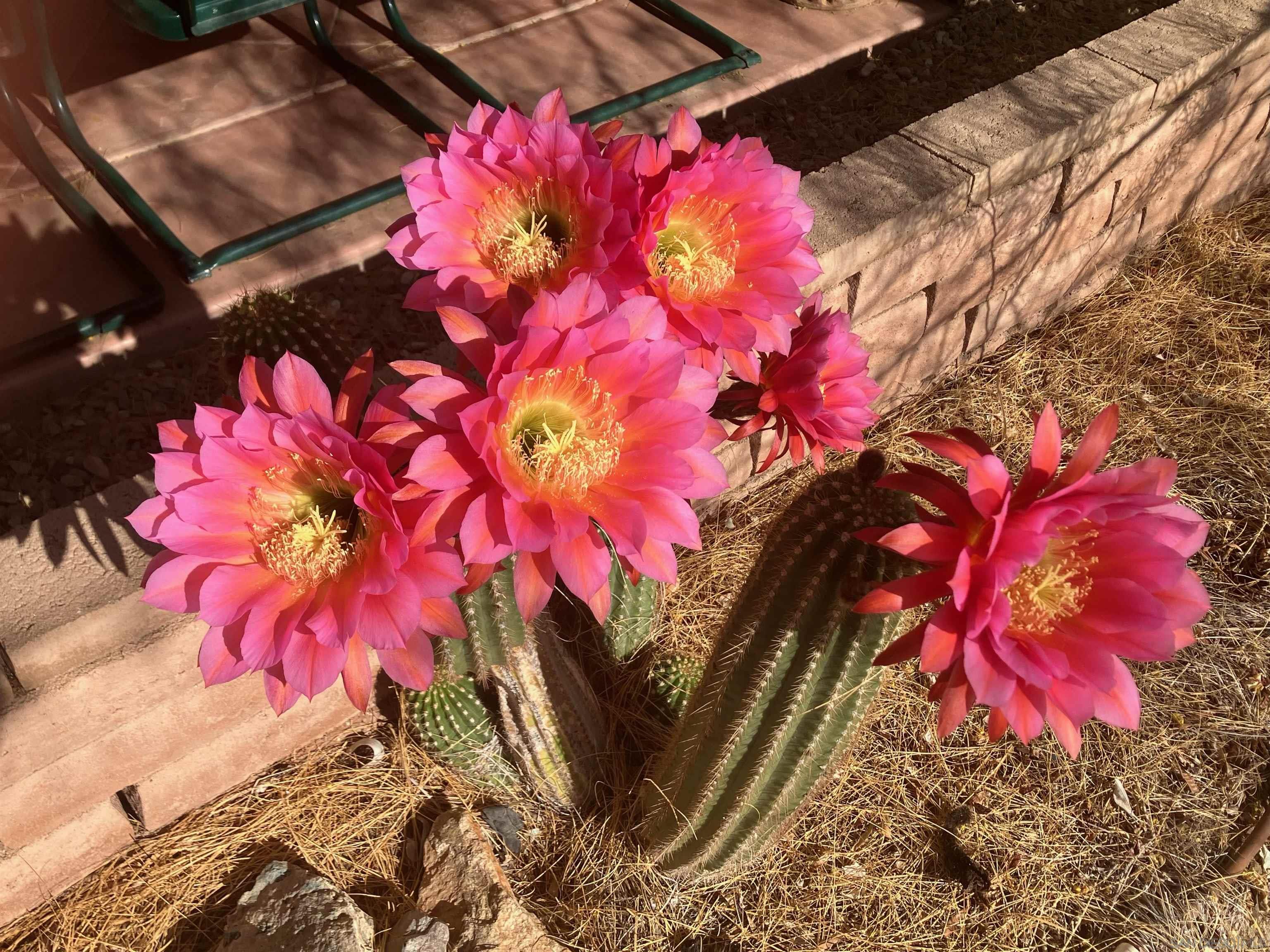 Detail Gallery Image 30 of 43 For 3277  Frying Pan Rd, Borrego Springs,  CA 92004 - 3 Beds | 2 Baths