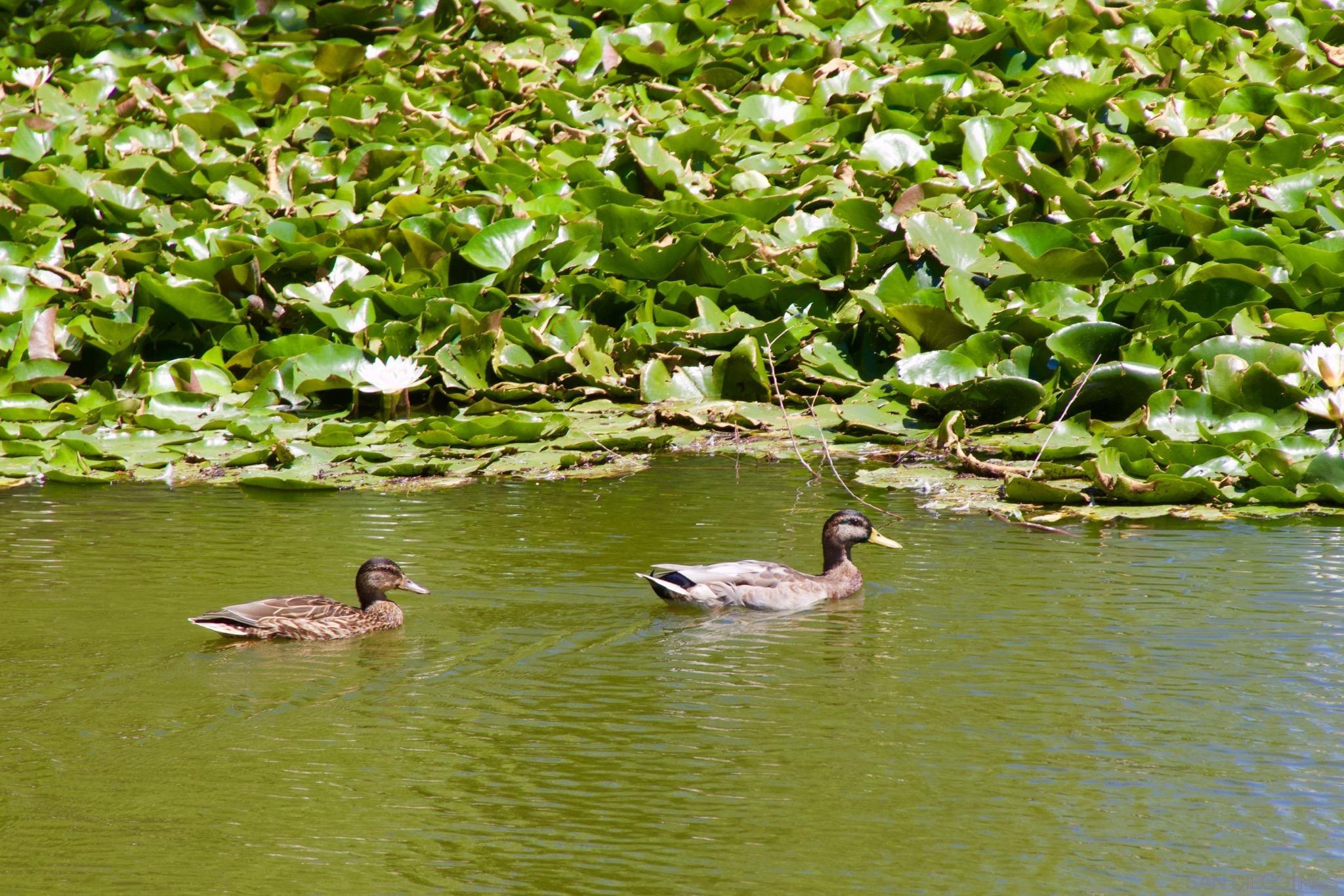 Detail Gallery Image 59 of 62 For 35109  Highway 79  Space #10,  Warner Springs,  CA 92086 - 3 Beds | 2 Baths