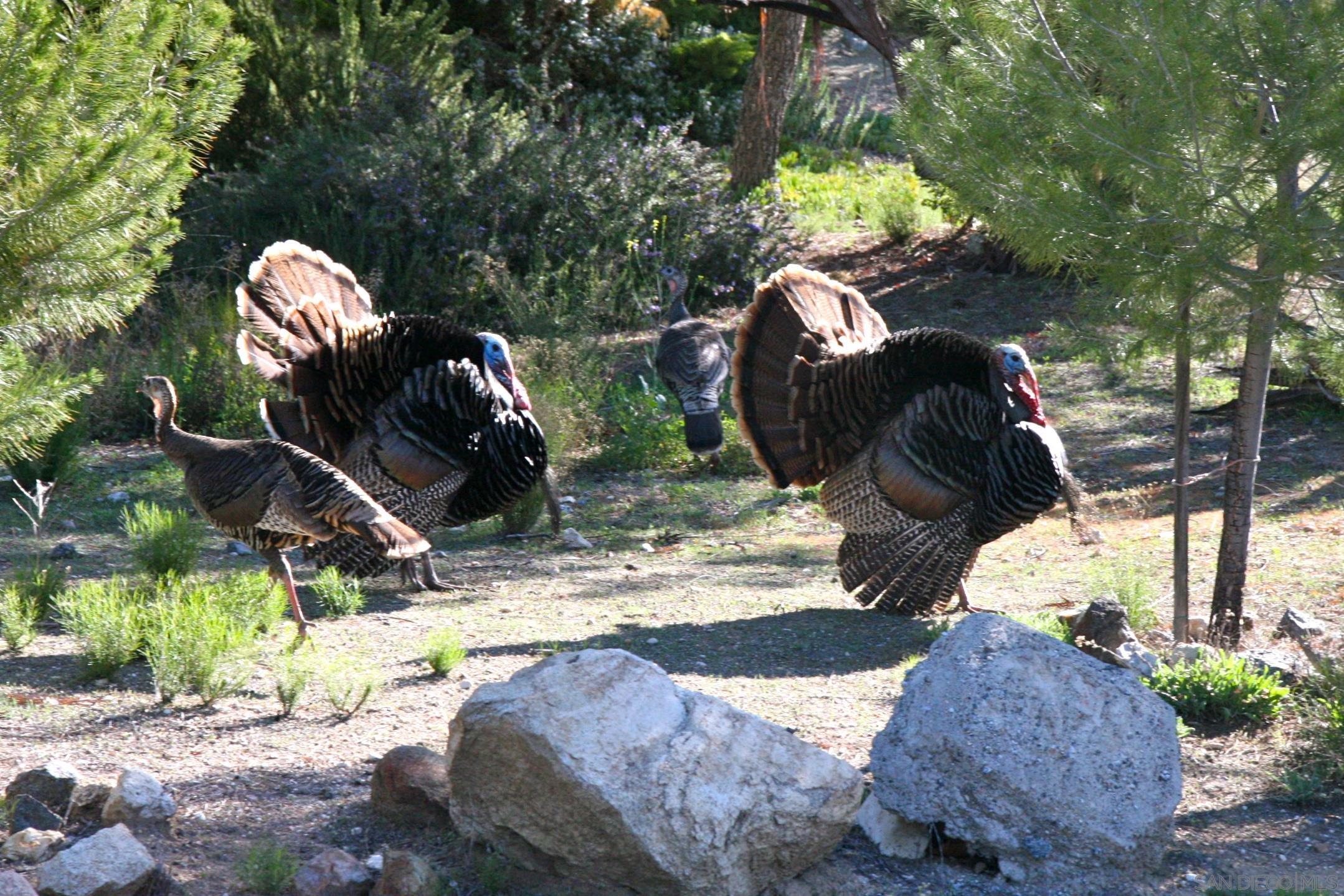 Detail Gallery Image 62 of 62 For 35109  Highway 79  Space #10,  Warner Springs,  CA 92086 - 3 Beds | 2 Baths