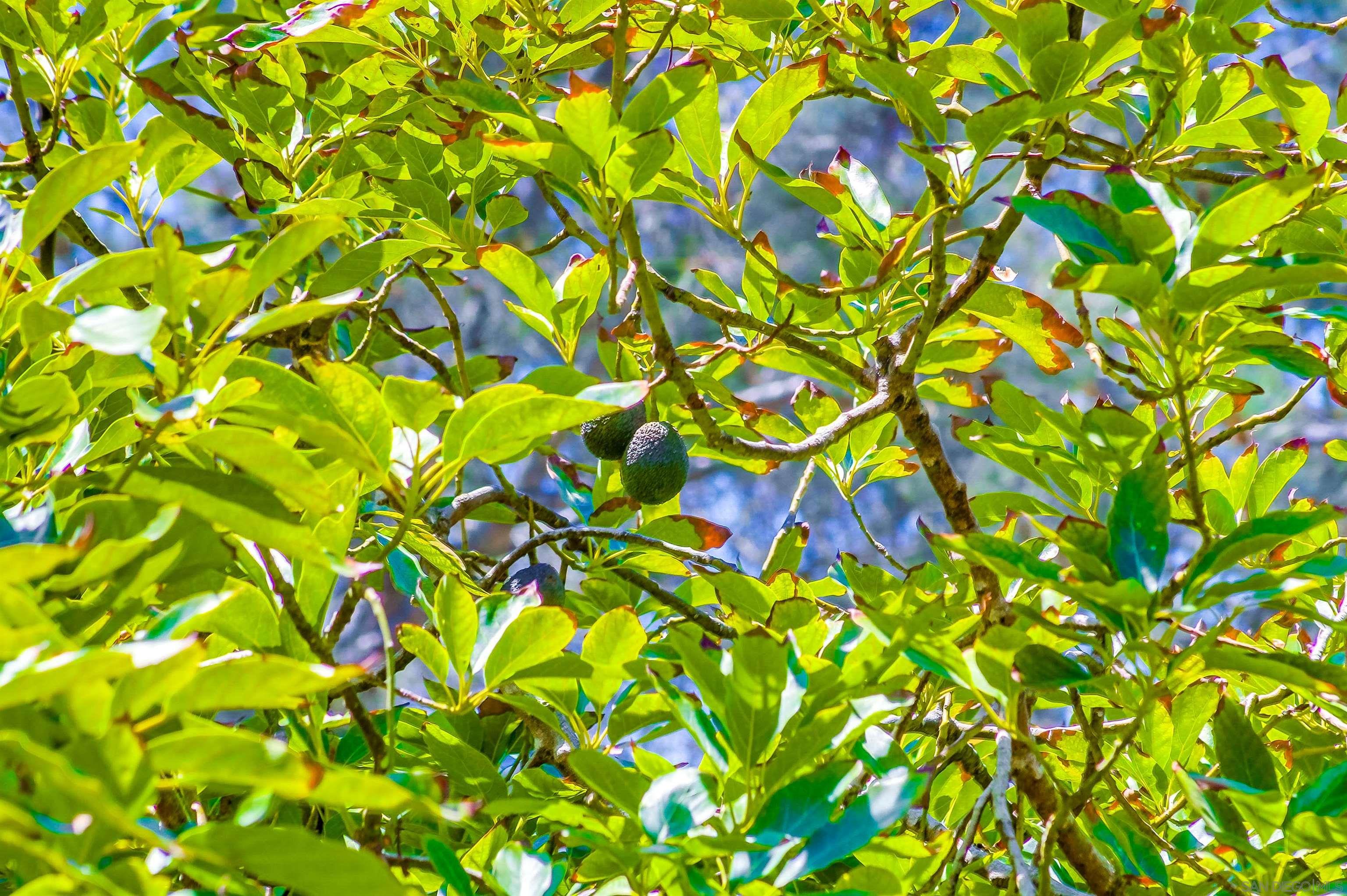 Detail Gallery Image 46 of 51 For 2854  Albatross Street, San Diego,  CA 92103 - 4 Beds | 2/1 Baths