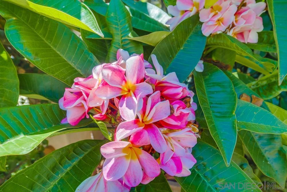 Detail Gallery Image 51 of 51 For 2854  Albatross Street, San Diego,  CA 92103 - 4 Beds | 2/1 Baths