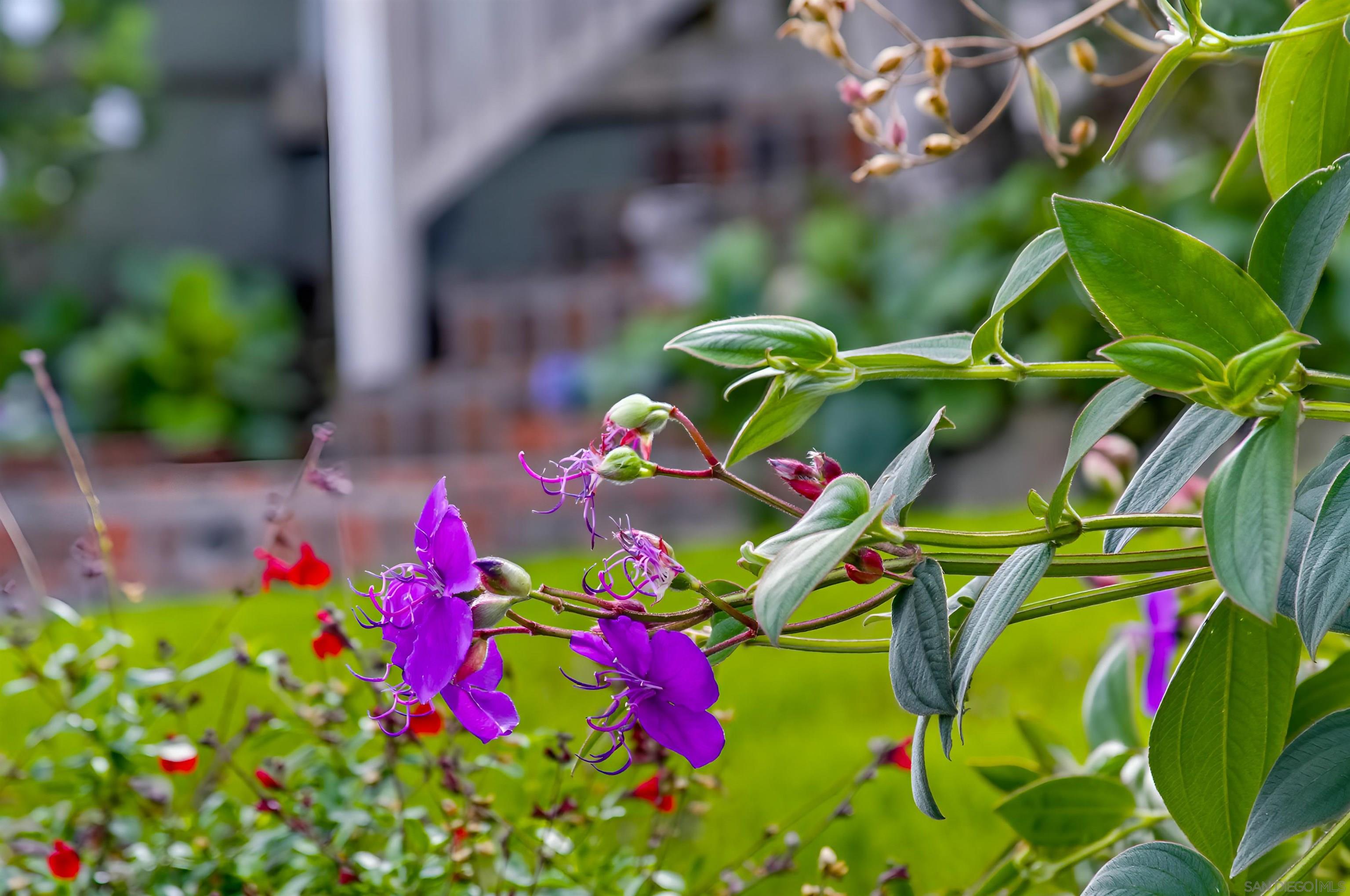 Detail Gallery Image 64 of 73 For 3039  Dumas Street, San Diego,  CA 92106 - 4 Beds | 3 Baths