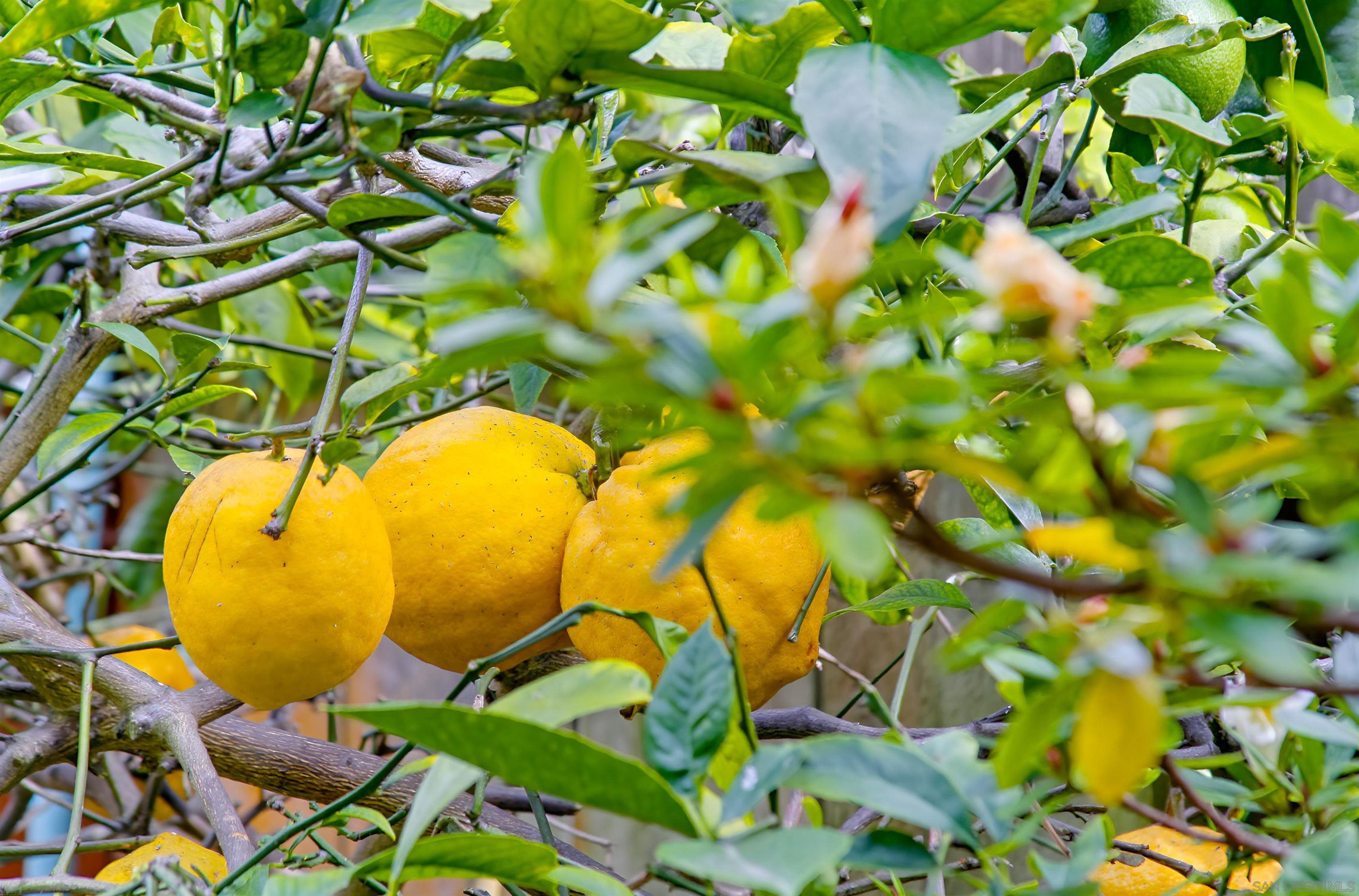 Detail Gallery Image 65 of 73 For 3039  Dumas Street, San Diego,  CA 92106 - 4 Beds | 3 Baths