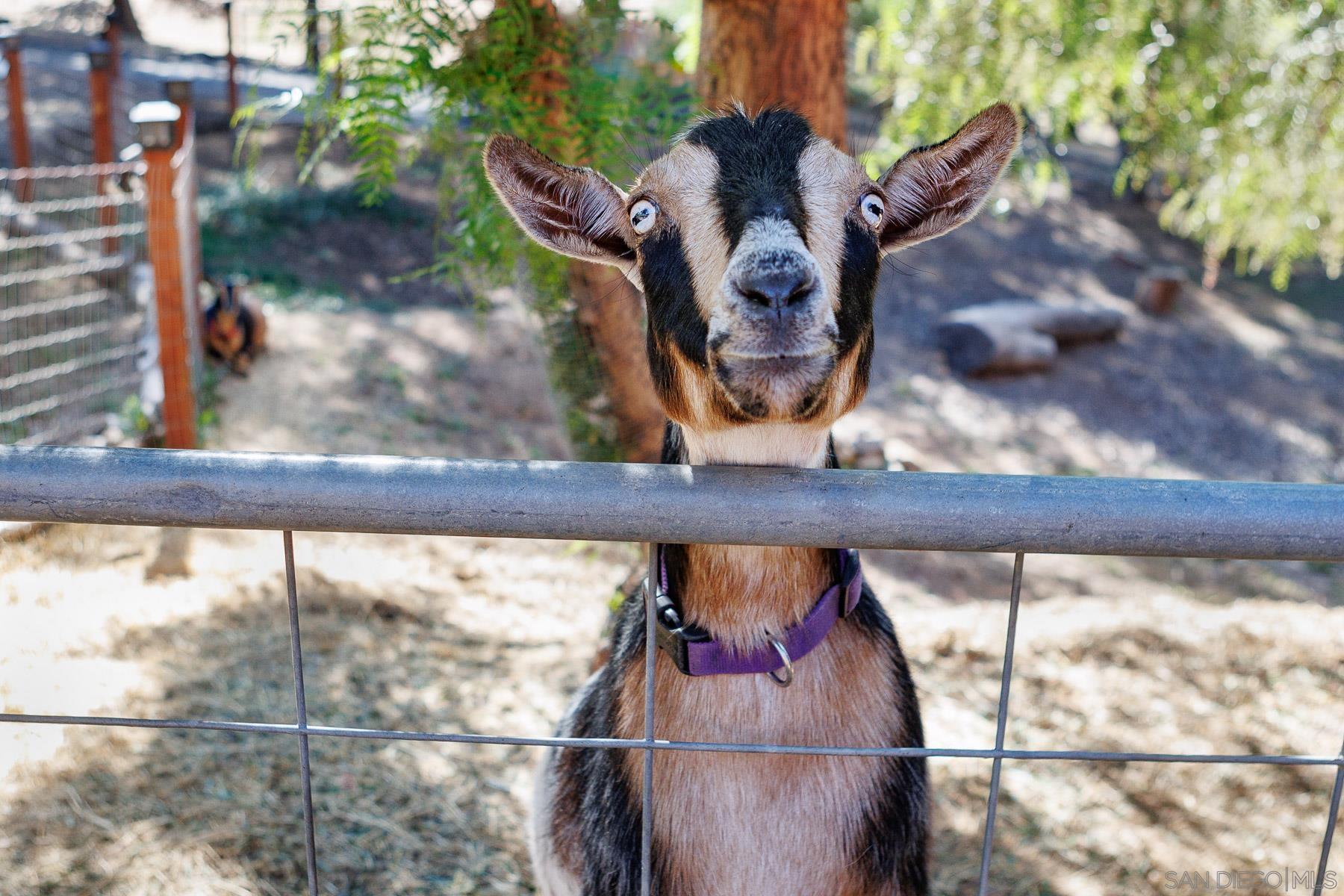 Detail Gallery Image 30 of 39 For 12052  Sky View Dr, Valley Center,  CA 92082 - 5 Beds | 4/1 Baths
