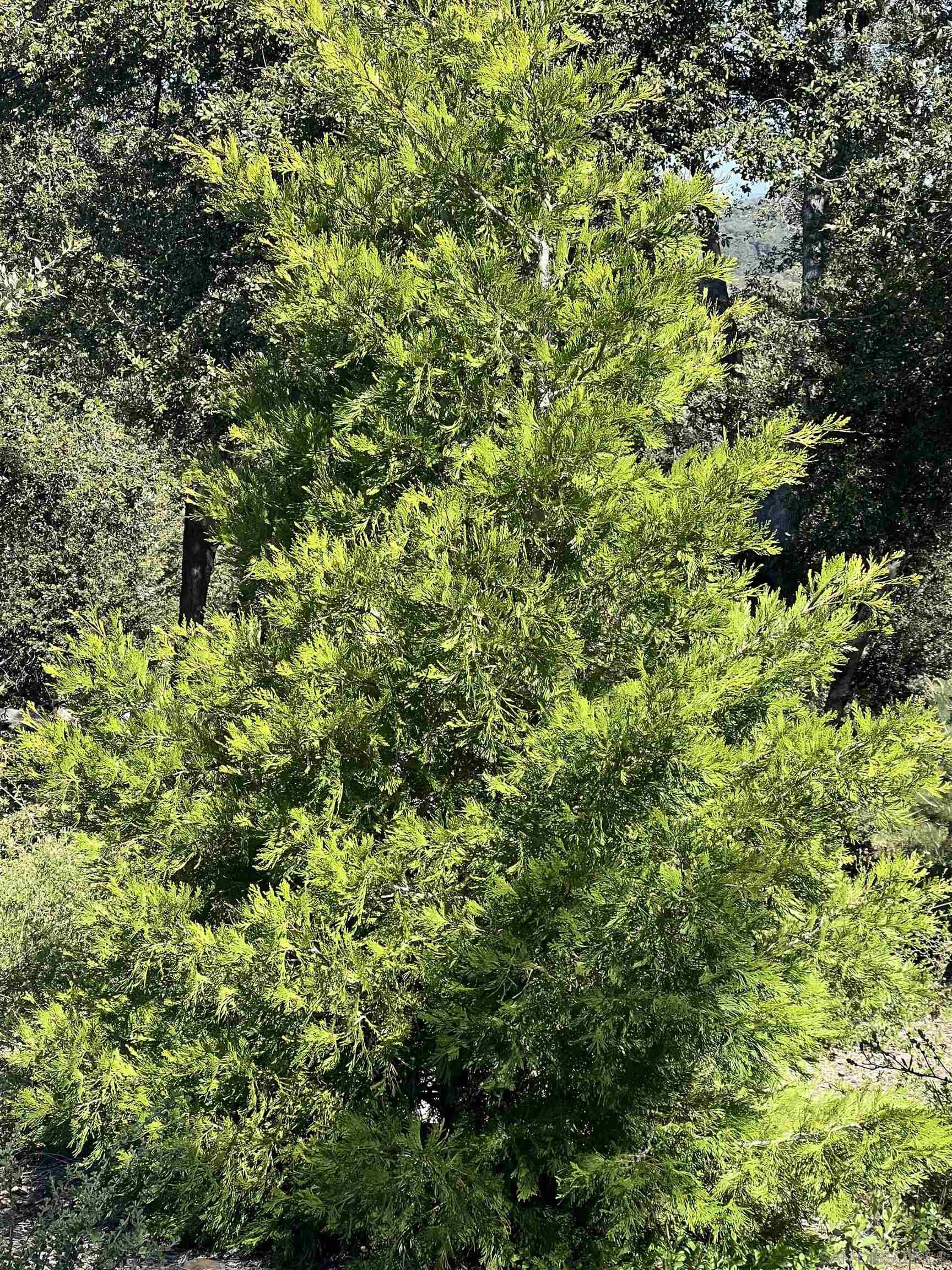 Detail Gallery Image 13 of 19 For , Julian,  CA 92036 - – Beds | – Baths