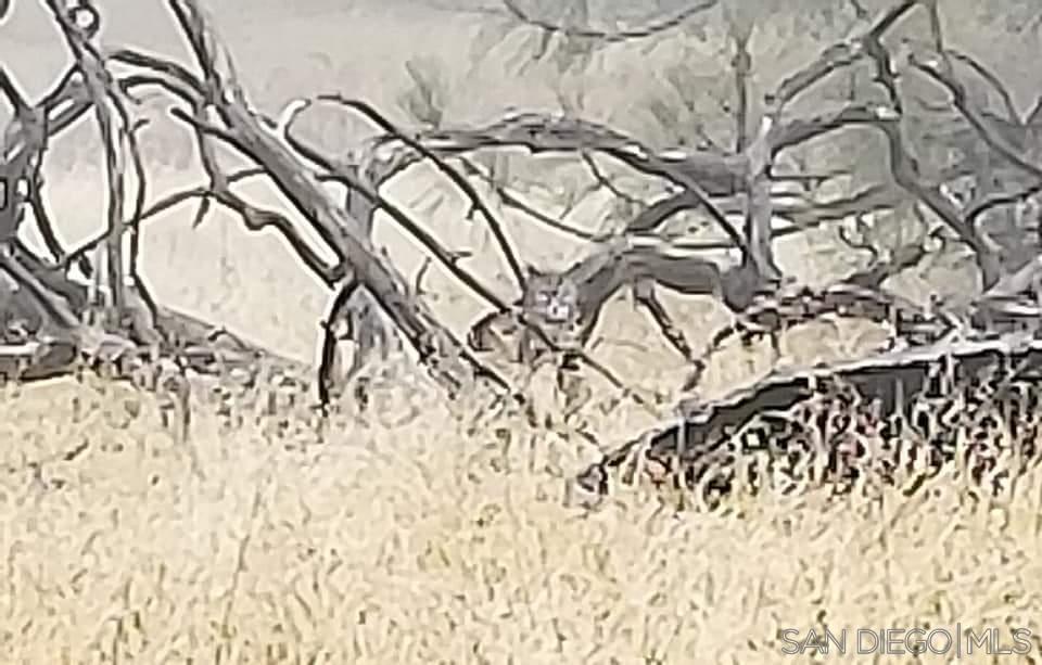 Detail Gallery Image 32 of 44 For 0000  Tule Springs Road, Julian,  CA 92036 - 4 Beds | 2 Baths