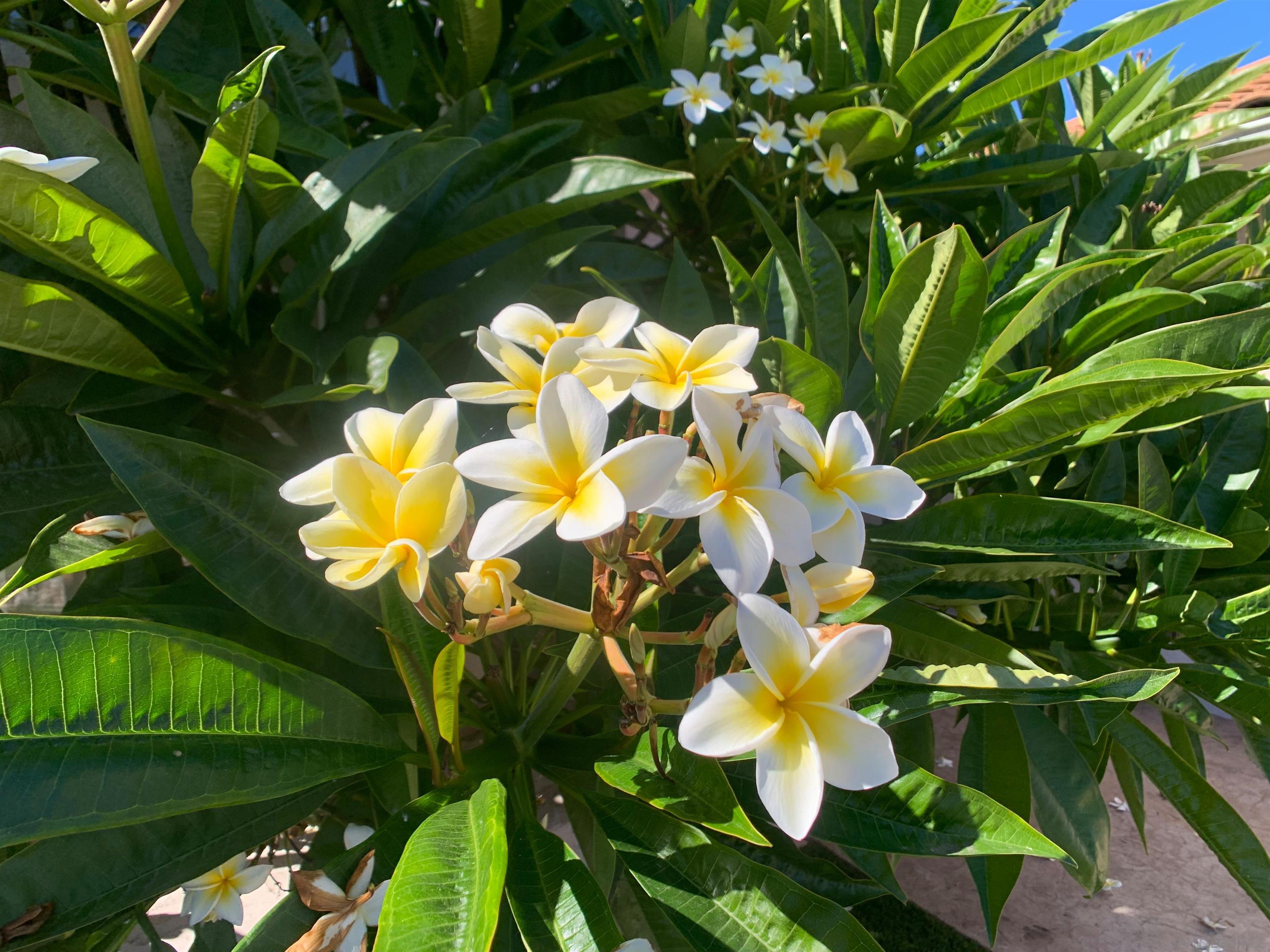 Detail Gallery Image 11 of 29 For 2314  Sawgrass Street, El Cajon,  CA 92019 - 3 Beds | 2 Baths