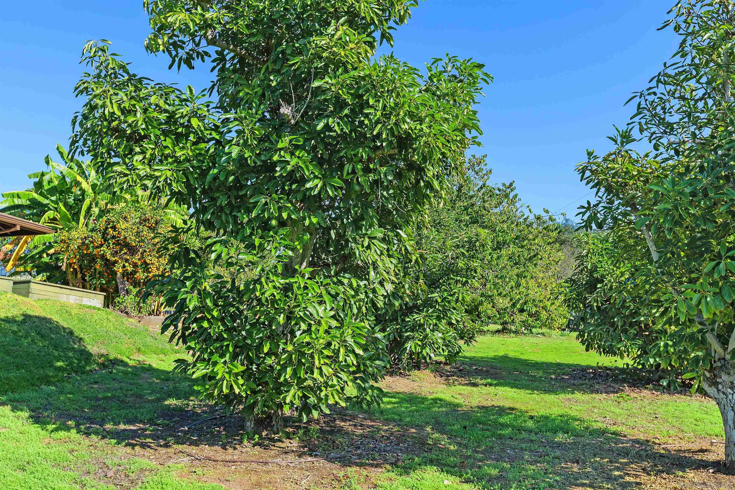 Detail Gallery Image 39 of 39 For 363  Tumble Creek Ln, Fallbrook,  CA 92028 - 3 Beds | 2/1 Baths