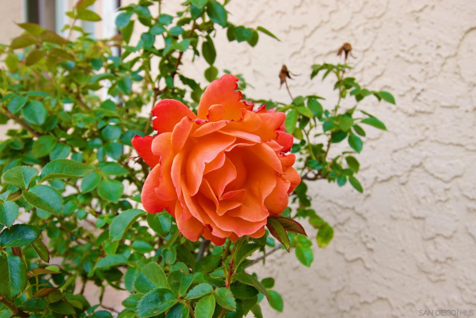 Detail Gallery Image 34 of 38 For 32137  Cerrada Del Coyote, Warner Springs,  CA 92086 - 3 Beds | 3 Baths