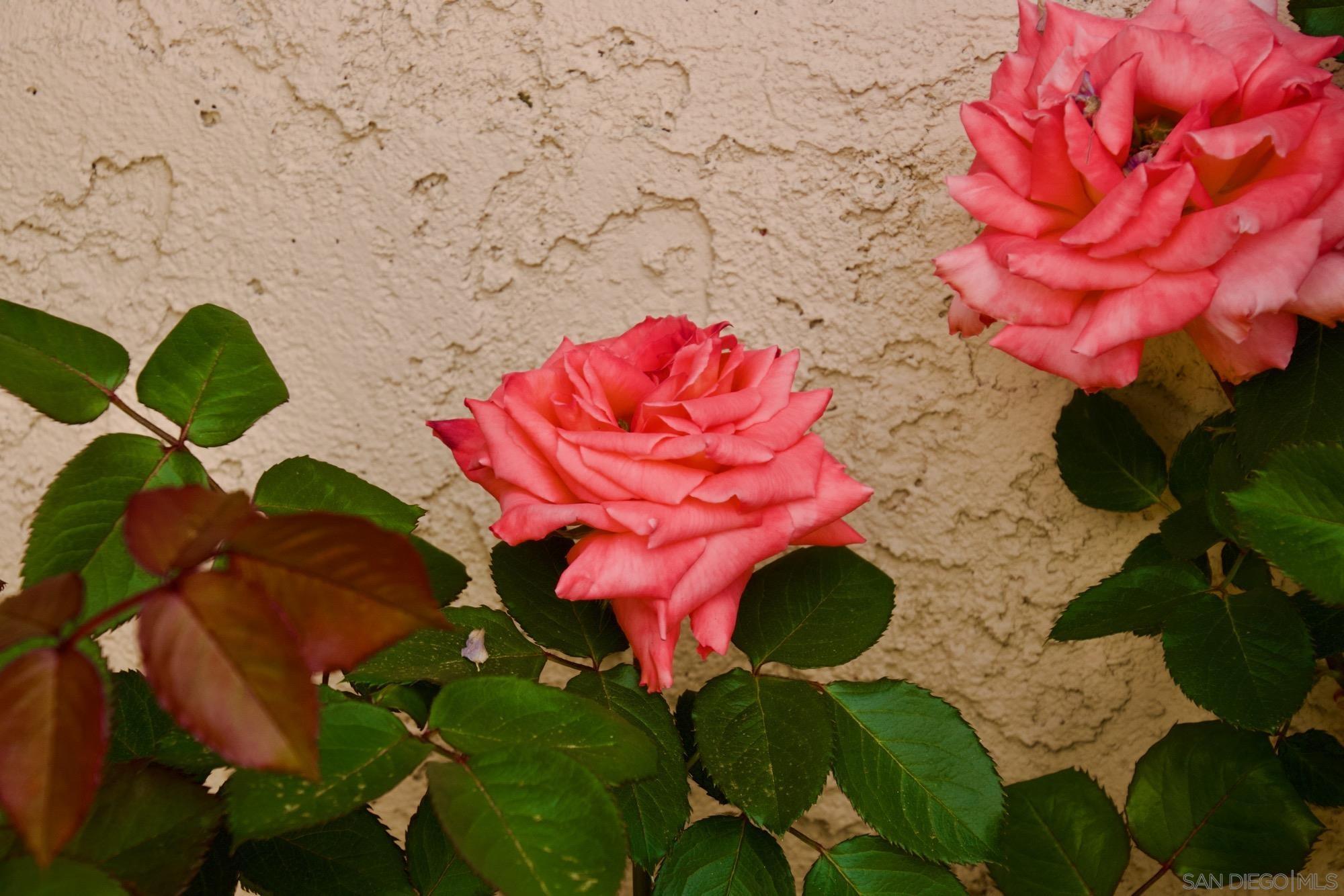 Detail Gallery Image 36 of 38 For 32137  Cerrada Del Coyote, Warner Springs,  CA 92086 - 3 Beds | 3 Baths