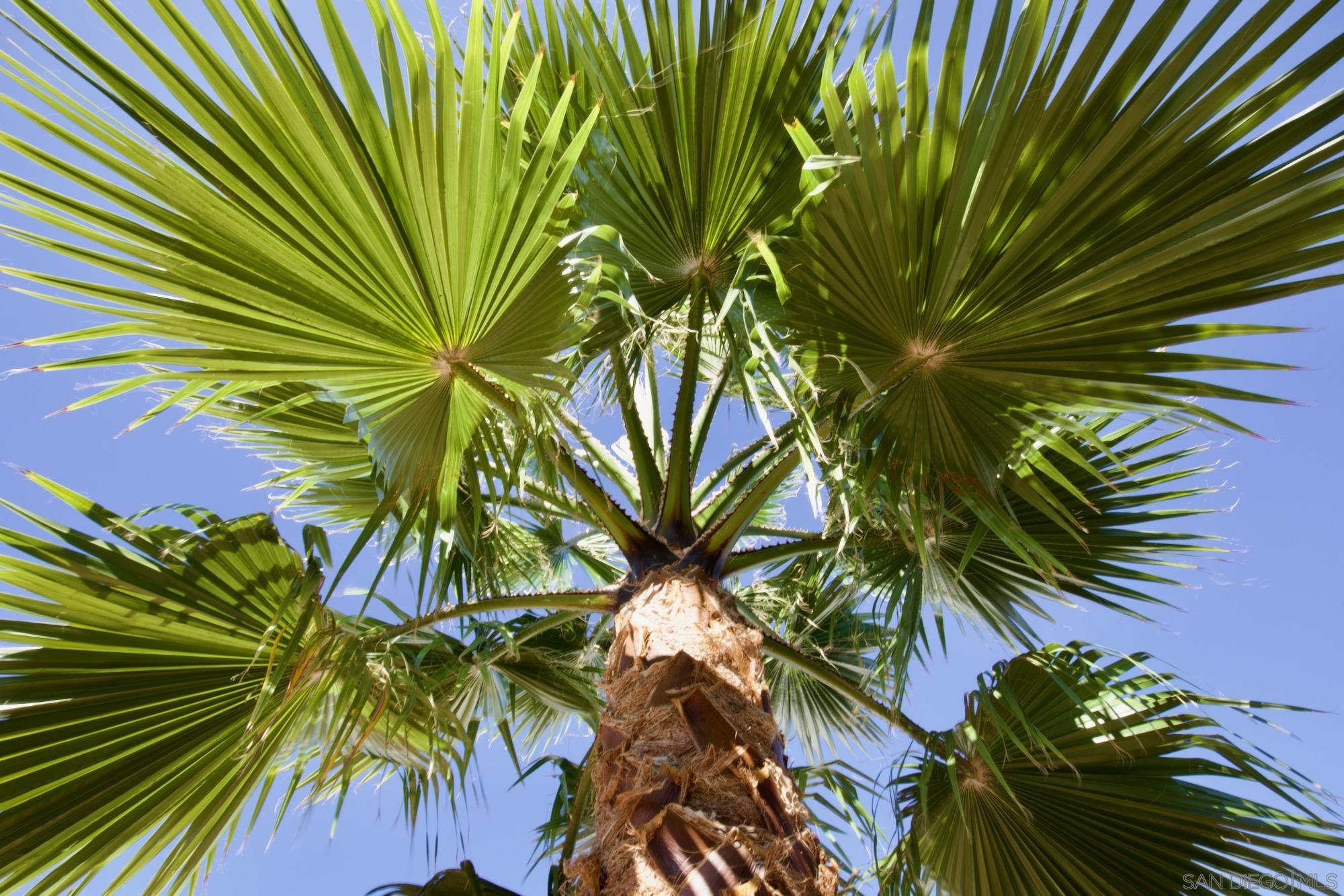 Detail Gallery Image 26 of 36 For 12525  Julian Avenue, Lakeside,  CA 92040 - 3 Beds | 1 Baths