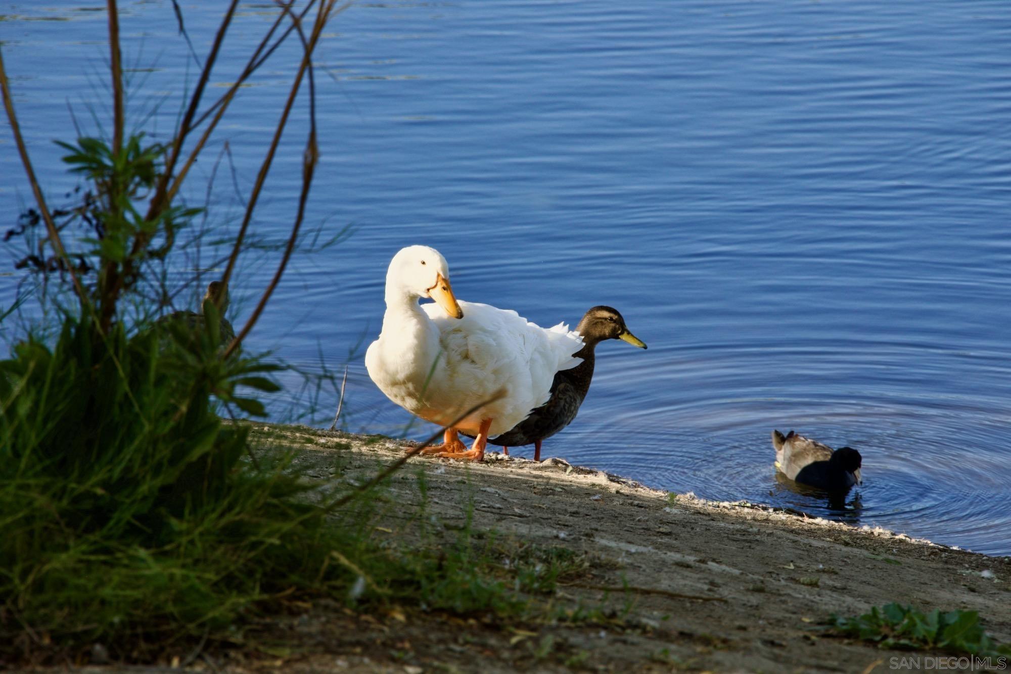Detail Gallery Image 36 of 36 For 12525  Julian Avenue, Lakeside,  CA 92040 - 3 Beds | 1 Baths