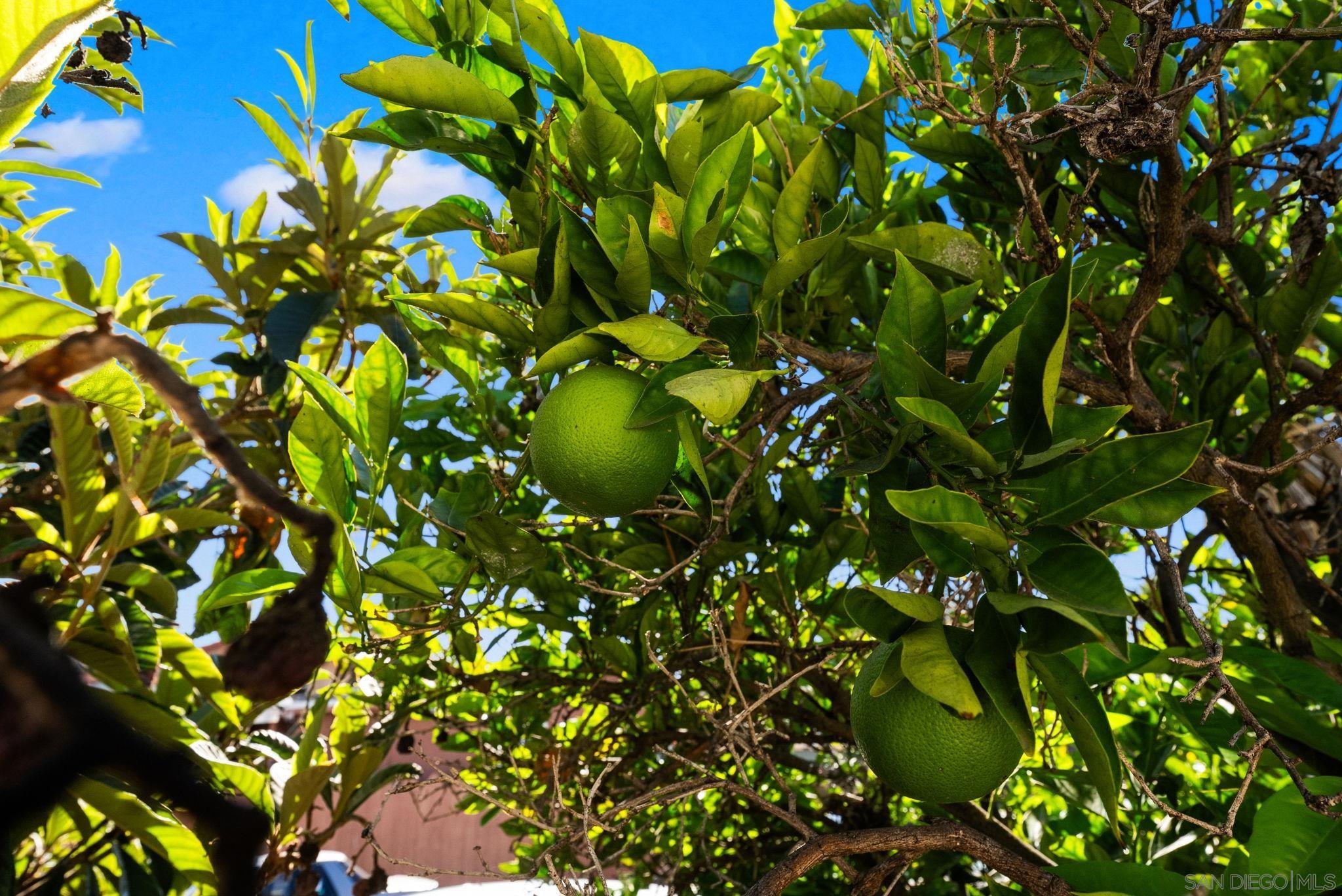 Detail Gallery Image 37 of 44 For 3612  Polk Avenue, San Diego,  CA 92104 - 3 Beds | 1 Baths