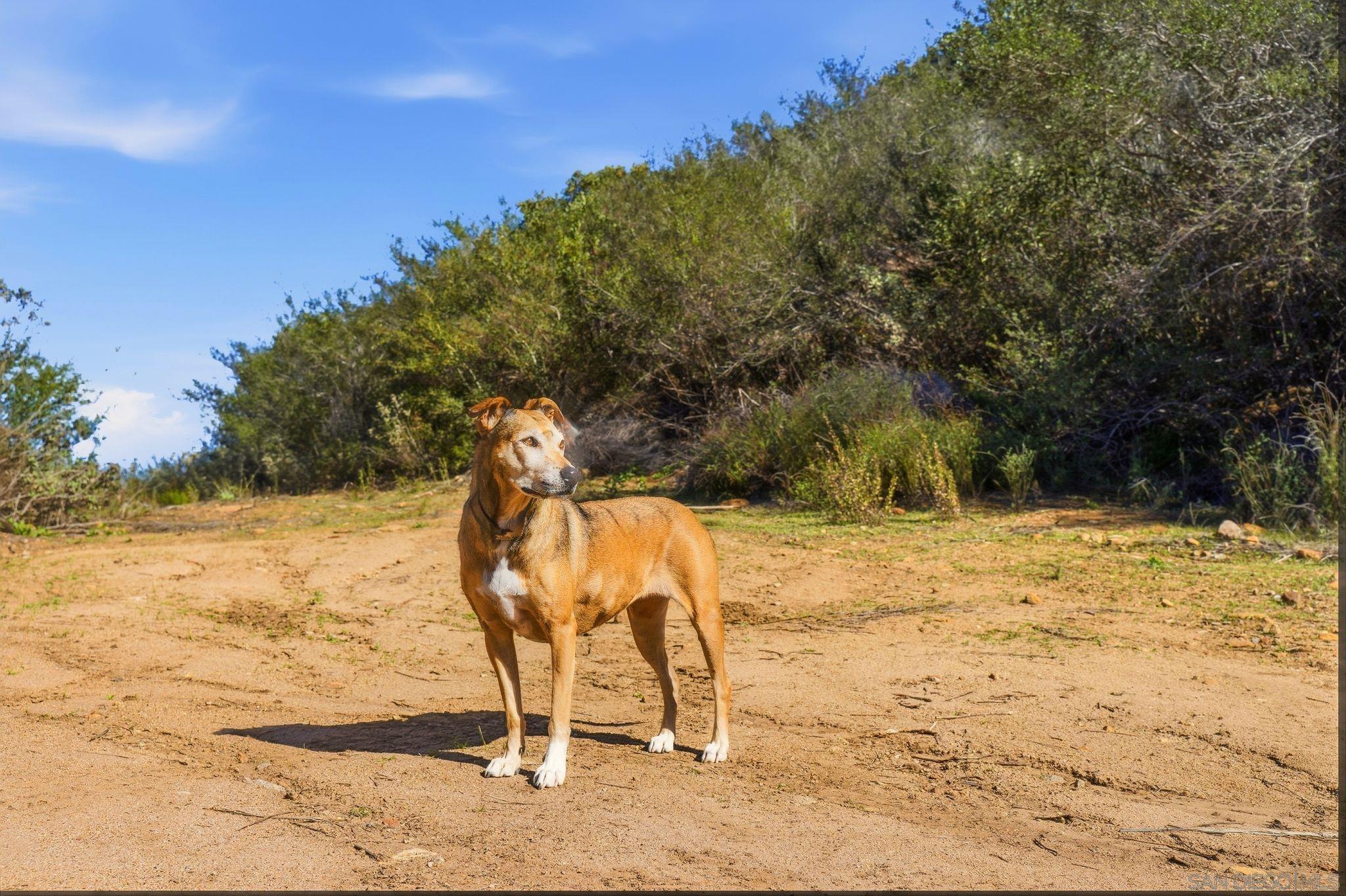 Detail Gallery Image 35 of 41 For , Ramona,  CA 92065 - – Beds | – Baths