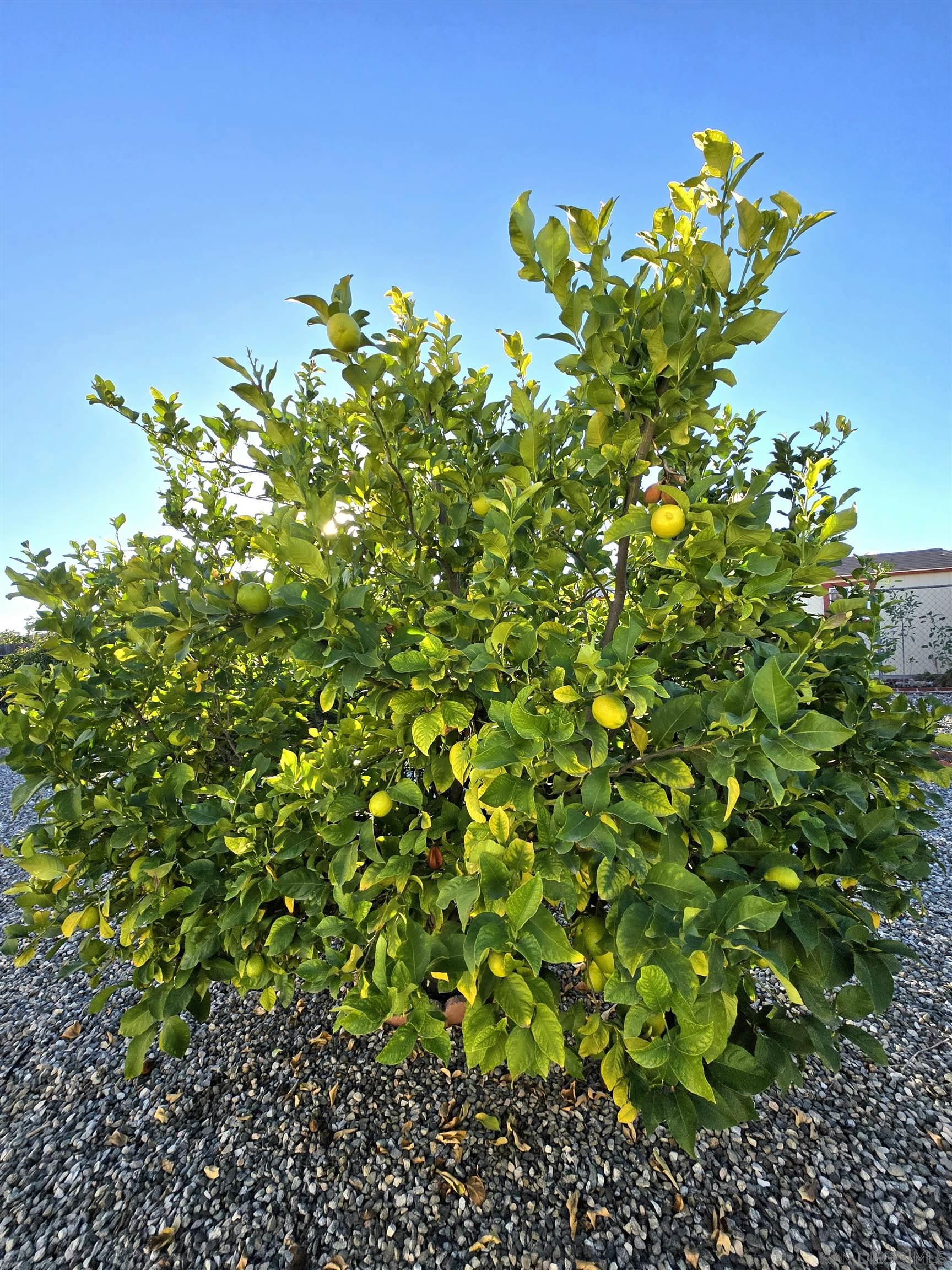 Detail Gallery Image 36 of 36 For 27107  Flagler St, Sun City,  CA 92586 - 2 Beds | 2 Baths