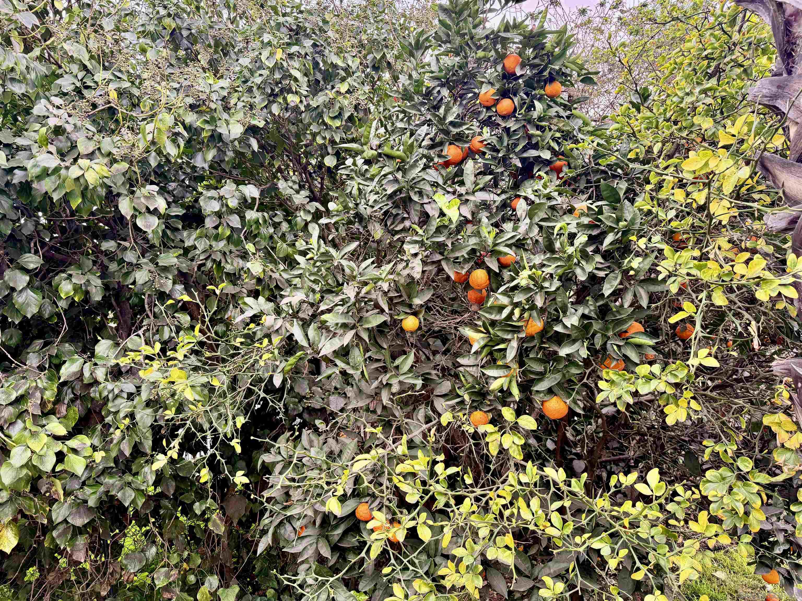 Detail Gallery Image 53 of 54 For 8918  Westhill Rd, Lakeside,  CA 92040 - 4 Beds | 2 Baths