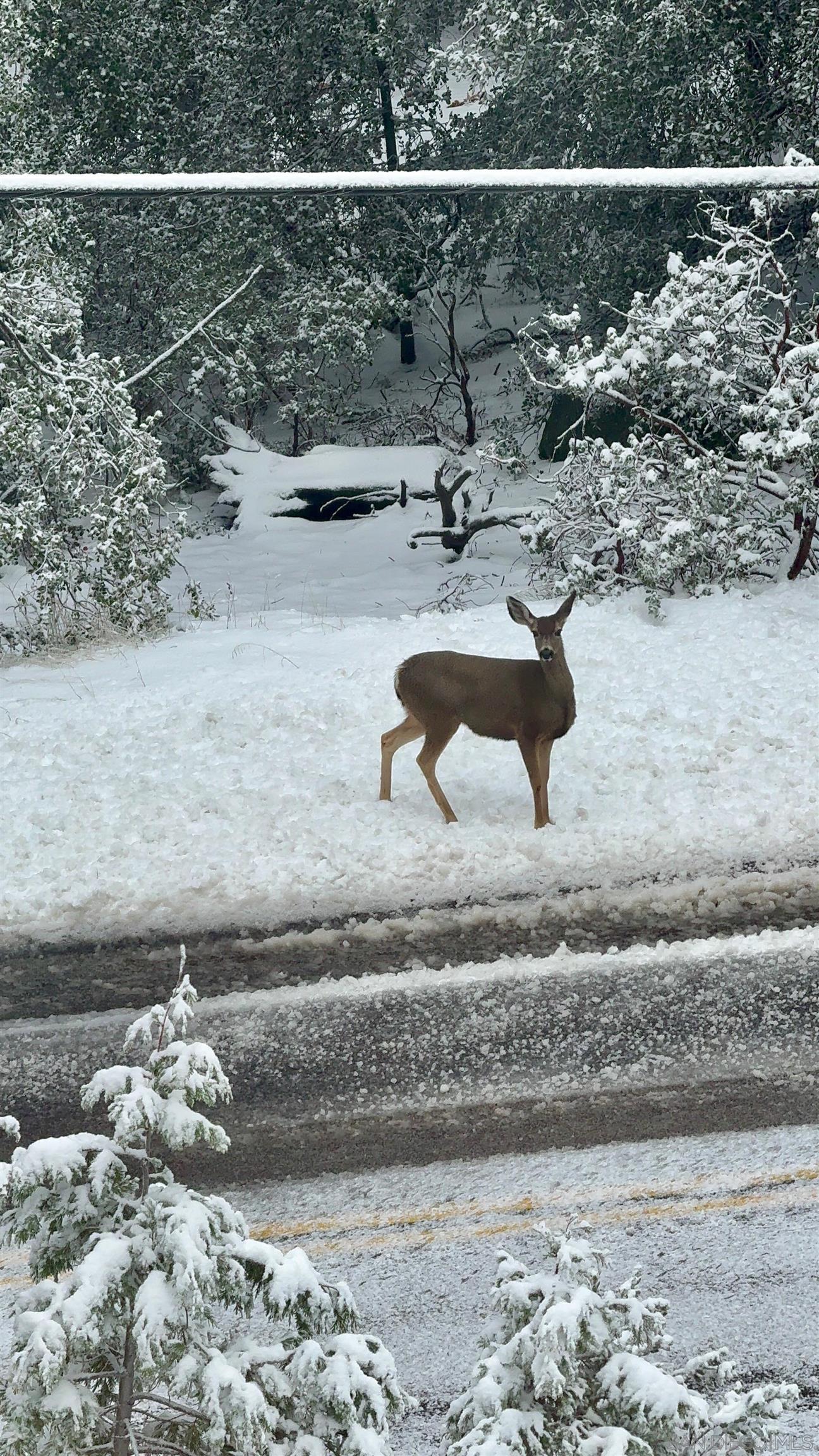 Detail Gallery Image 53 of 53 For 27720  Saunders Meadow Rd, Idyllwild,  CA 92549 - 3 Beds | 2/1 Baths
