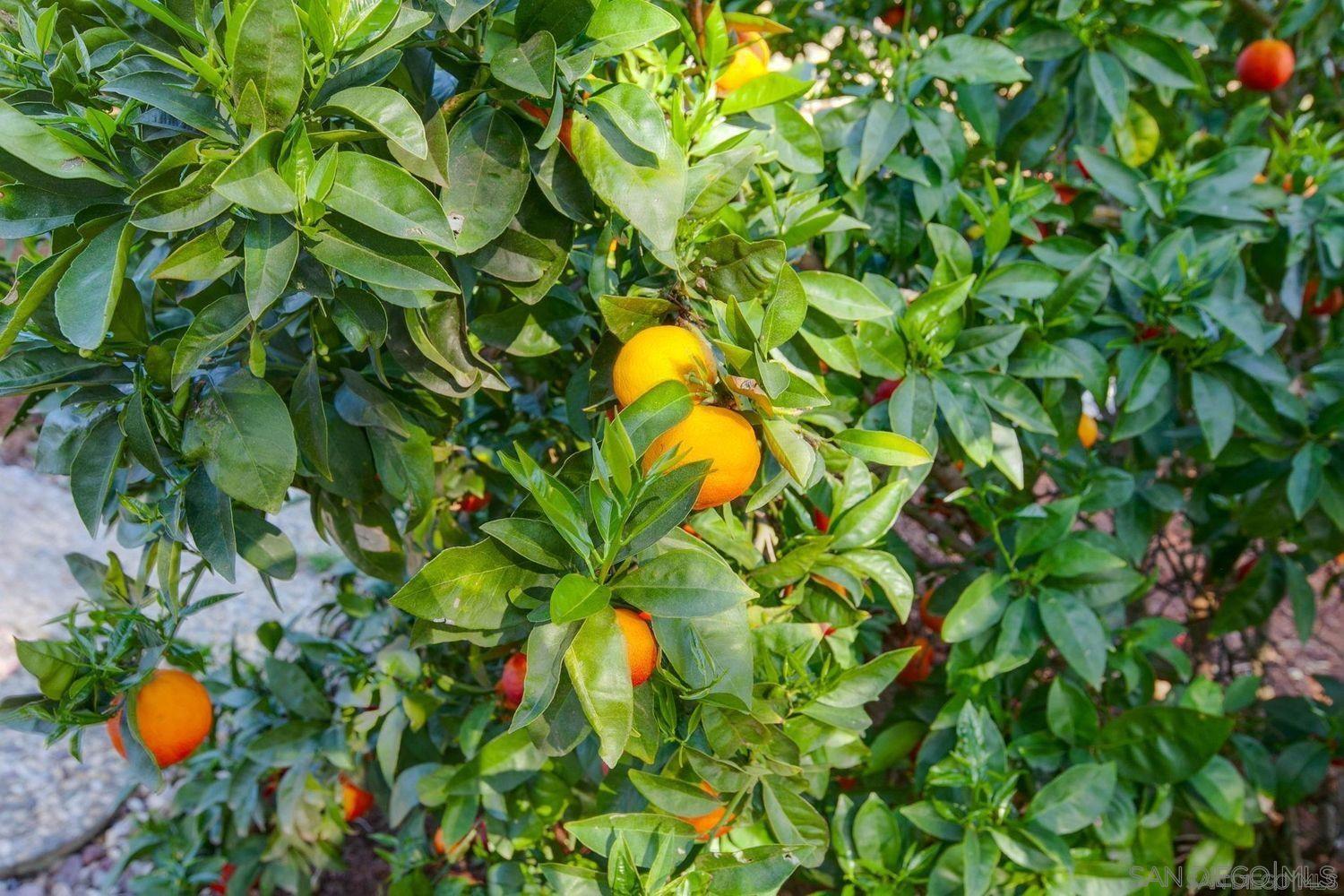 Detail Gallery Image 44 of 62 For 9431 W Lilac Rd, Escondido,  CA 92026 - 6 Beds | 4/2 Baths