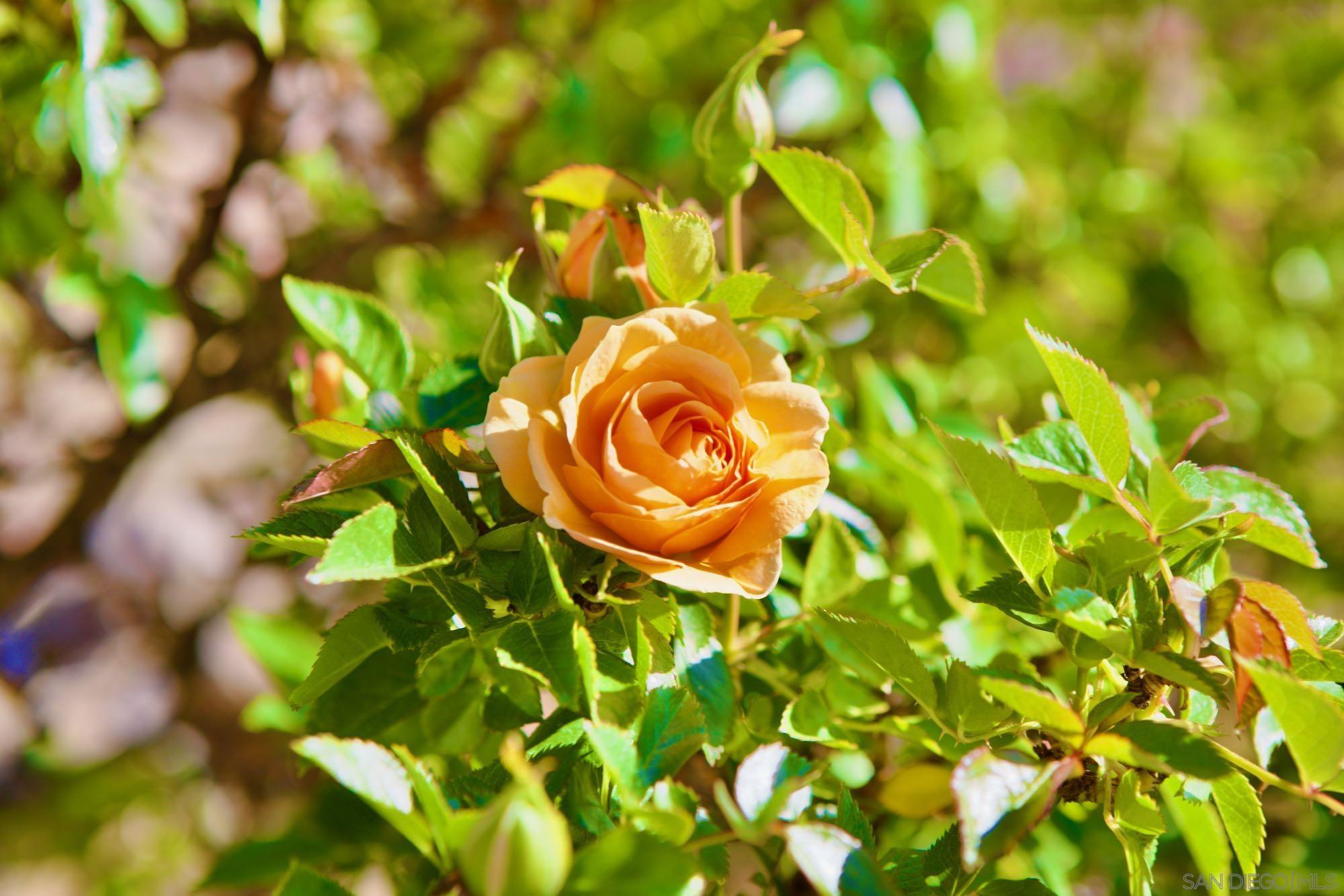 Detail Gallery Image 46 of 63 For 41482  Rocky Ridge Ct., Aguanga,  CA 92536 - 4 Beds | 2 Baths