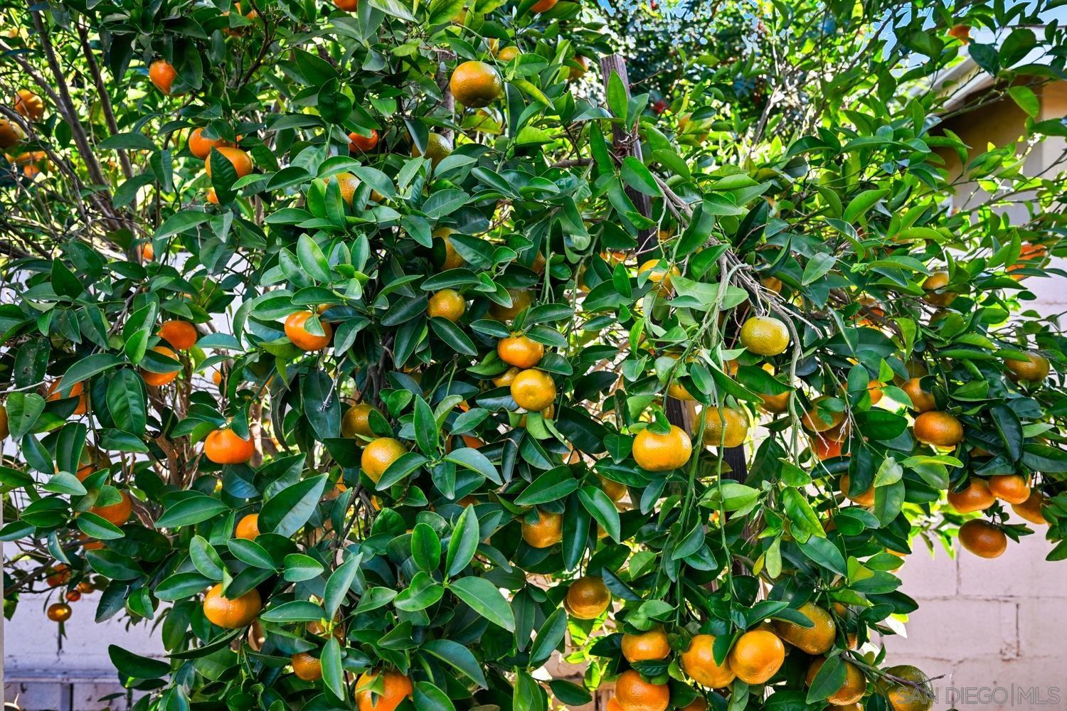 Detail Gallery Image 27 of 28 For 720  Fern St, Escondido,  CA 92027 - 3 Beds | 2 Baths